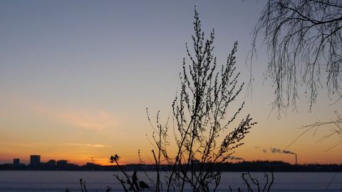 Shoreline plants silhouetting against winter sunset over frozen lake with skyline and smokestack