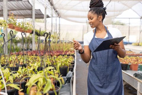 African american gardener inspecting seedlings in greenhouse nursery holding clipboard