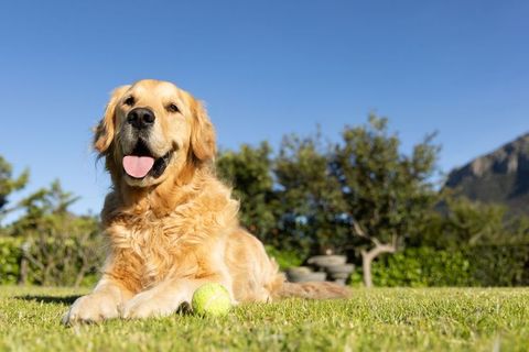 Golden retriever resting on sunlit lawn with tennis ball and mountain backdrop