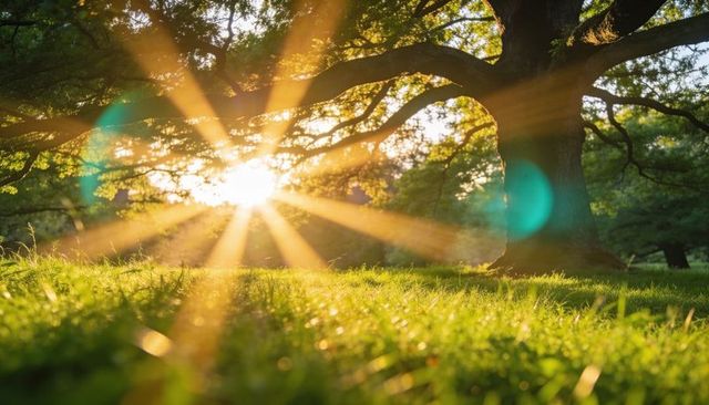 Sunbeams filtering through oak canopy over dewy meadow at golden hour