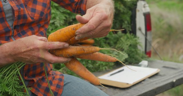 Farmer holding freshly harvested carrots - Download Free Stock Images Pikwizard.com