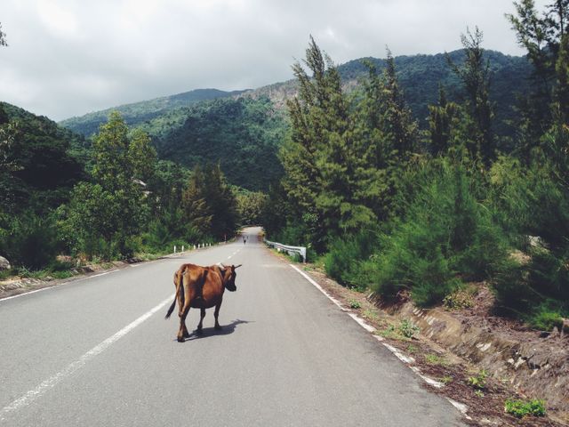 Cow Wandering on Mountain Road Surrounded by Forest - Download Free Stock Photos Pikwizard.com