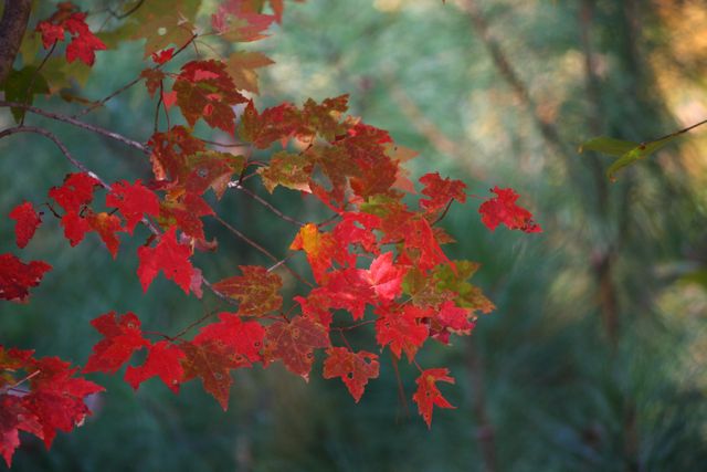 This image captures vibrant red maple leaves hanging from tree branches against a soft, out-of-focus forest background. It is ideal for illustrating concepts of autumn, natural beauty, or seasonal change. Suitable for websites or campaigns promoting outdoor activities, nature photography, seasonal decor, or travel to natural destinations during fall.