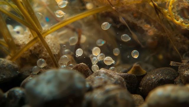 Floating translucent frog eggs hovering above pebble bed in sunlit pond shallows