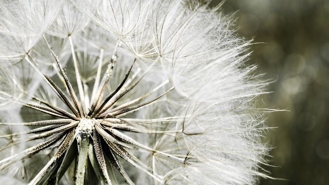 This close-up capture of a dandelion seed head shows the delicate seeds ready to be dispersed by the wind. Ideal for use in nature-focused projects, environmental awareness campaigns, or as a serene, natural background in digital content.