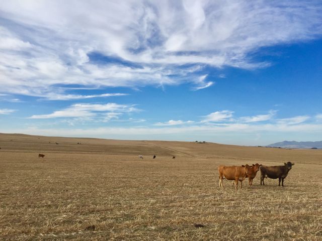 Cows standing and grazing on a dry open field under a blue sky with few clouds. Perfect for agricultural or rural themed projects, environmental studies, and promoting sustainable farming practices.