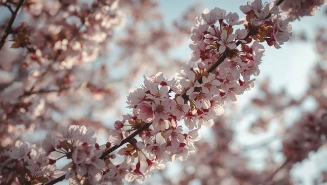 Sunlit cherry blossom branch blooming with delicate pale pink petals and soft spring bokeh