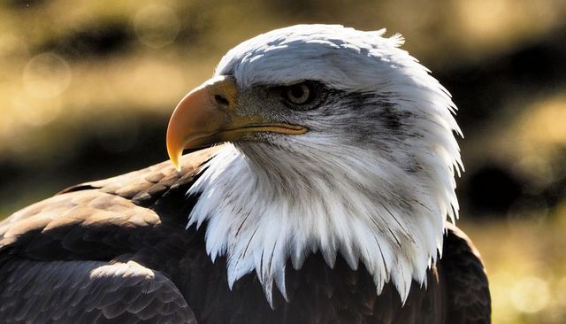 Perching bald eagle turning head during golden hour closeup with sharp detail, intense gaze