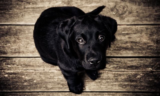 Adorable black Labrador puppy sitting on wooden floor looking up with wide eyes. Great for use in pet-related content, promotions for pet adoption, websites and blogs focused on dogs, or to evoke feelings of warmth and companionship.