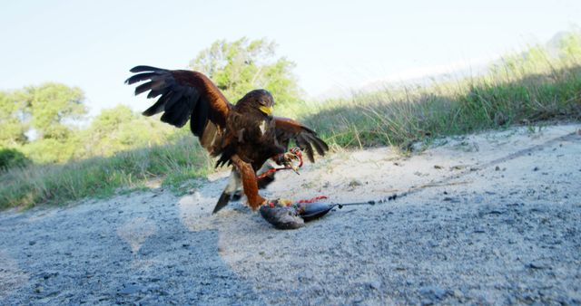 Hawk catching prey on ground in spontaneous action in countryside. Useful for wildlife documentaries, educational content about birds of prey, nature conservation projects, or illustrating animal behavior in natural environments.