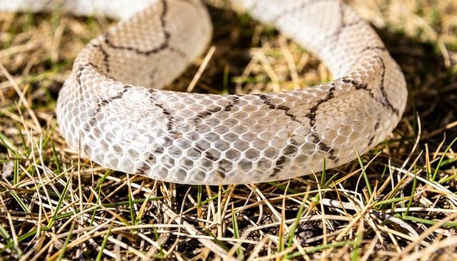 Translucent coiled snake shed skin with hexagonal scale pattern on dry grass, macro