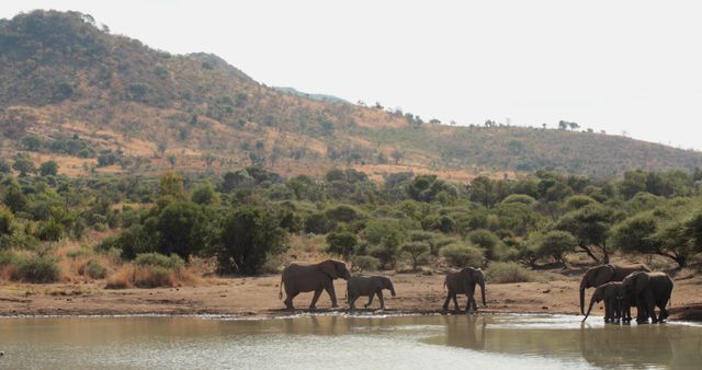 African elephants walking in lake against mountains with copy space - Download Free Stock Photos Pikwizard.com