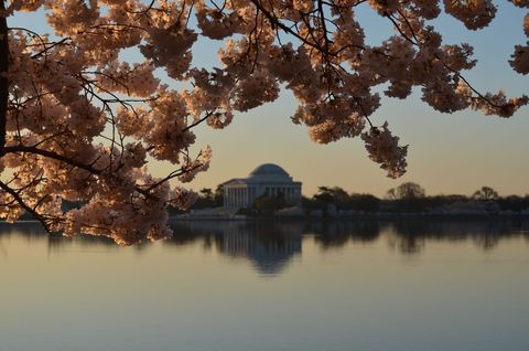 Cherry Blossoms Framing Jefferson Memorial at Sunrise