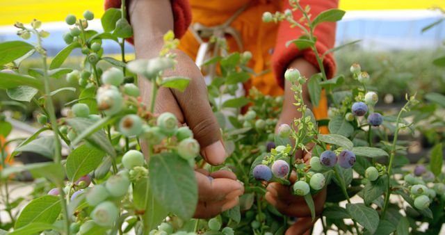 Close-up image shows hands harvesting blueberries on a farm, highlighting agricultural work and fresh produce. Ideal for topics related to farming, agriculture, fruit harvesting, health, nutrition, and sustainable farming practices.