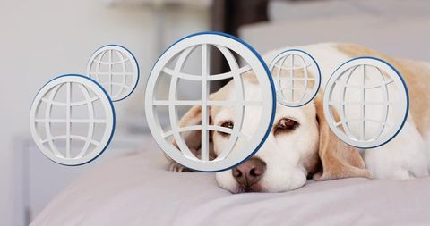 Light tan dog resting on pastel bed with floating globe network overlays
