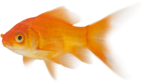 Orange goldfish on transparent background showing vibrant colors