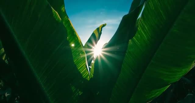 Sunlight Creating Starburst Between Banana Leaves with Tropical Backdrop