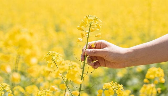 Hand holding canola stalk in sunlit yellow field closeup with soft bokeh and copy space