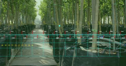 Rows of saplings growing in black nursery bags with drip irrigation and grid overlay