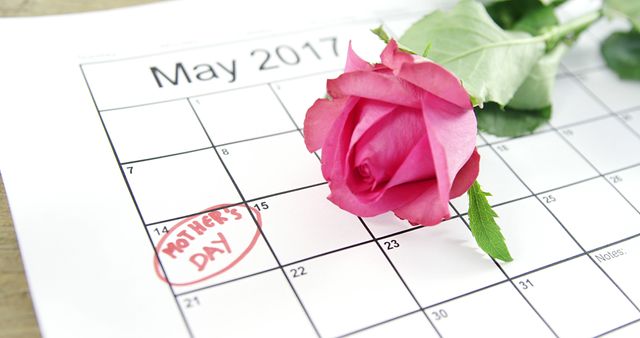 Pink rose placed on May 2017 calendar with Mother's Day circled. Ideal for Mother’s Day promotions, greeting cards, event reminders, social media posts, and celebration advertisements.