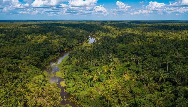 Snaking river flowing through dense tropical canopy toward coastal wetlands: aerial view