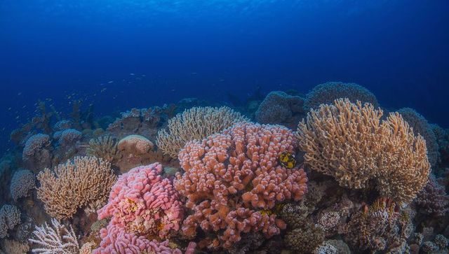 Sunlit tropical coral reef with pink and orange corals supporting yellow-black reef fish
