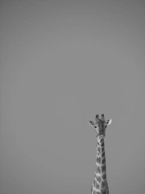 Image shows a giraffe captured in a minimalistic black and white style. Giraffe stands out prominently against a barren backdrop, drawing attention to its height and graceful neck. Ideal for use in wildlife photography projects, Safari themes, or modern art displays accentuating simplicity and nature.