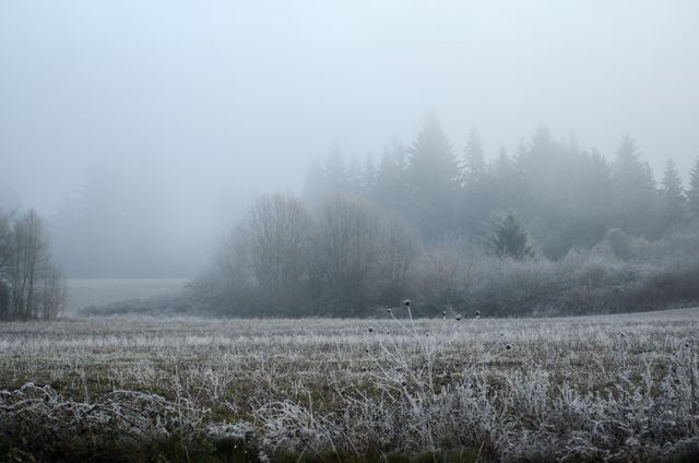 This image shows a frosty meadow blanketed in fog on a cold winter morning, with trees in the background. Ideal for use in nature-themed projects, winter season promotions, tranquility or calm concepts, and illustrating rural or countryside beauty.