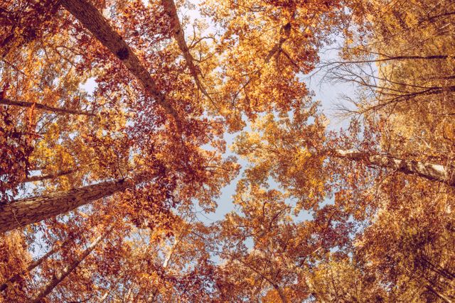 Capturing the beauty of fall by looking upwards towards golden leaves, illustrating the changing season and the tranquility of nature. Perfect for seasonal posters, backgrounds for desktop wallpapers, or content related to nature, environment, and tranquil moments in forests.