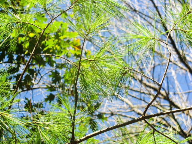 Green pine needles filling the frame, viewed from below against a bright blue sky. Ideal for use in nature, environmental, and outdoor adventure themes. Great for illustrating concepts of natural beauty, tranquility, forests, and the outdoors.