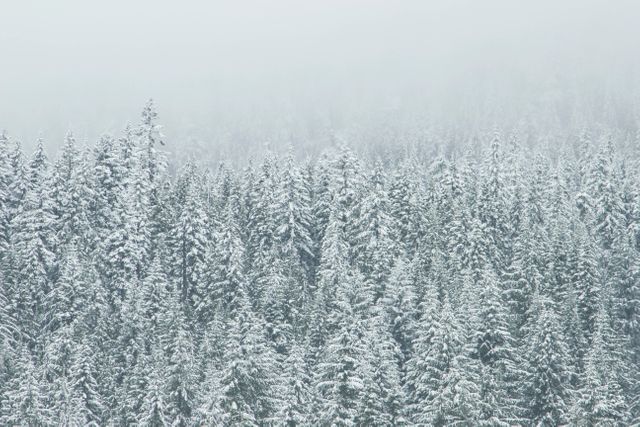 Snow-covered evergreen forest with trees blanketed in fresh snow, creating a peaceful and serene winter scene. Mist adds an element of mystery and calmness. Perfect for use in winter-themed projects, seasonal greetings, nature blogs, and backgrounds aiming to evoke the beauty and stillness of winter.