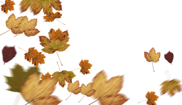 Loose Autumn Leaves Falling on Transparent Background - Download Free Stock Videos Pikwizard.com