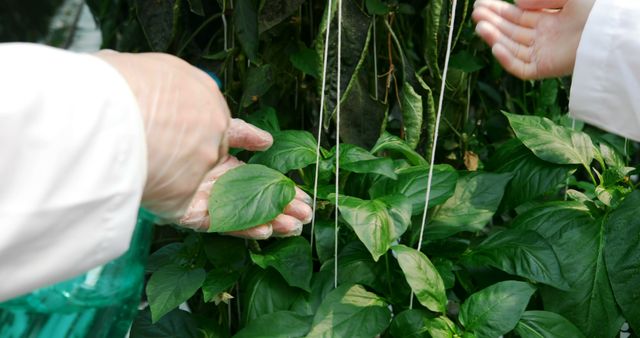 Researchers in white gloves analyzing plant health and growth in a controlled greenhouse environment. Ideal for use in scientific articles, agricultural studies, environmental blogs, and eco-friendly initiatives content.