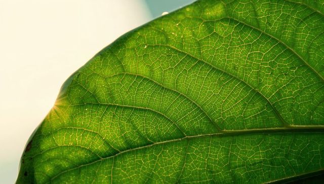 Backlit green leaf showing intricate vein network, translucent venation, sunburst glow