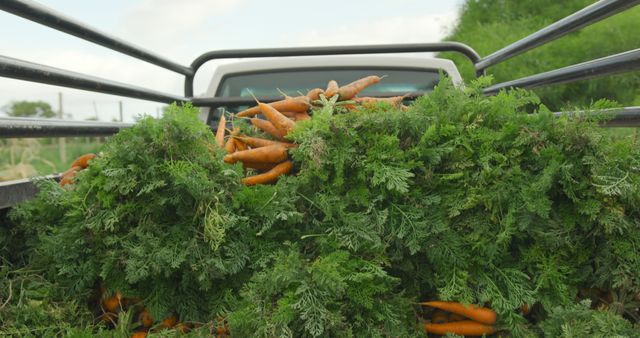 Freshly harvested carrots in large quantities piled in back of pickup truck on farm. Leaves are green and lush, indicating freshness. Scene ideal for articles or promotions regarding organic farming, agriculture, farm-to-table concepts, or rural lifestyle. Suitable for use in websites, advertisements, or educational materials related to sustainable food production and farming practices.