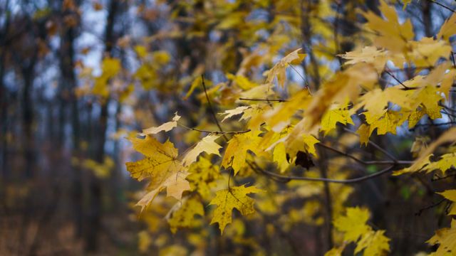 Yellow Autumn Leaves on Tree Branches in a Forest - Download Free Stock Photos Pikwizard.com