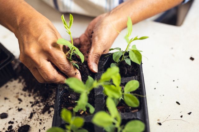 Hands carefully planting saplings in a seedling tray, ideal for illustrating gardening, sustainability, and home horticulture. Perfect for use in articles about home gardening, retirement activities, and sustainable living.