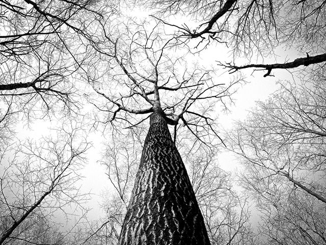 Depicts a striking black and white view of tree canopy from ground perspective. Shows intricate patterns of bare tree branches reaching towards the sky. Ideal for use in nature-themed designs, winter scenarios, or artistic displays emphasizing contrast and texture.
