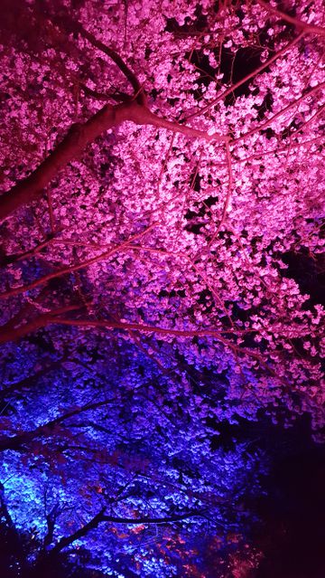 Illuminated Pink and Blue Cherry Blossom Trees at Night - Download Free Stock Photos Pikwizard.com