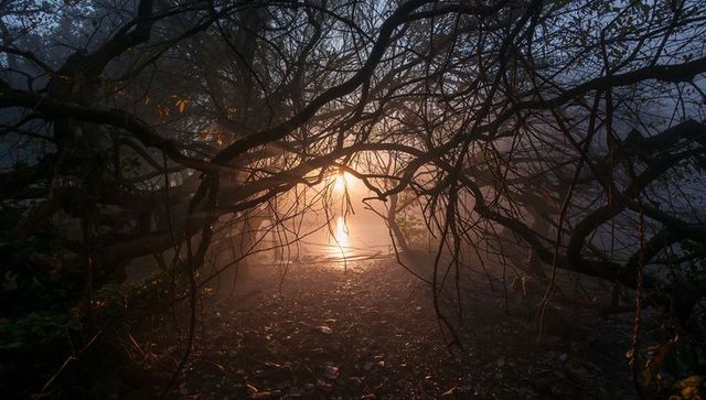Misty dawn through tangled roots framing backlit wetland pool with sun rays
