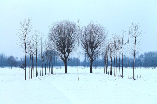 Snow-covered filed with bare winter trees - Download Free Stock Photos Pikwizard.com