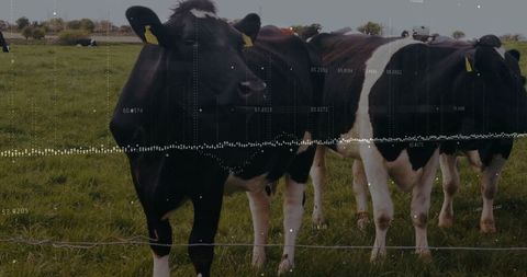 Dairy Cows in Pasture with Data Overlay Illustrating Agricultural Technology
