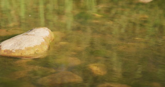Rock and reflected plants and sunlight in the calm green water of a river - Download Free Stock Photos Pikwizard.com