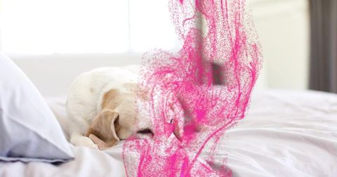 Sleeping tan-white dog curling on bed with magenta particle overlay for cozy dreamy mood