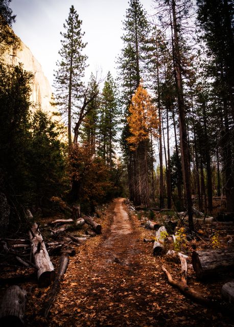 Wide view of a scenic forest trail surrounded by tall pine trees with beautiful fall foliage. This serene landscape path evokes a sense of adventure and tranquility. Ideal for promoting hiking destinations, nature magazines, fall season tours, or outdoor adventure blogs.