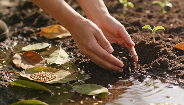 Hands planting seeds in moist soil by shallow water for garden growth and sustainability