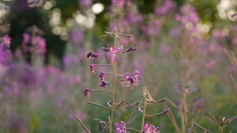 Sunlit Fireweed Blooming in Soft-Focus Wildflower Meadow at Golden Hour
