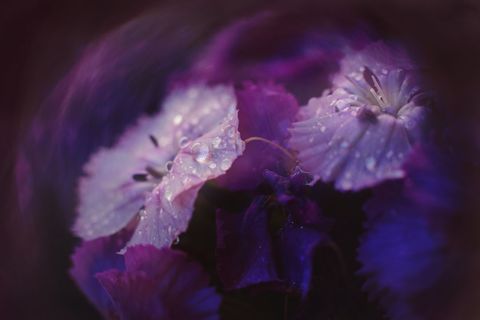 Dew-kissed purple petals with soft bokeh, moody lighting and close-up detail