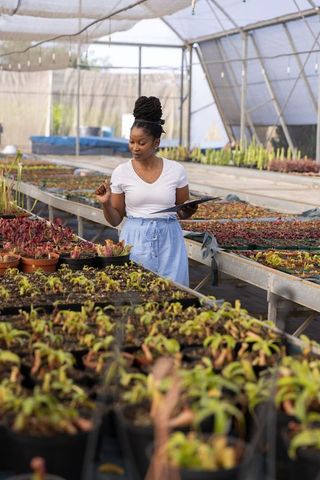 African american woman inspecting greenhouse seedlings holding tablet and recording data