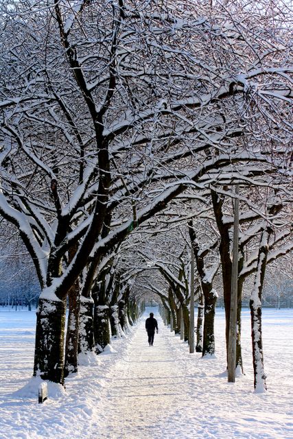 Winter Path Snowy Trees Walkway Park Landscape - Download Free Stock Photos Pikwizard.com